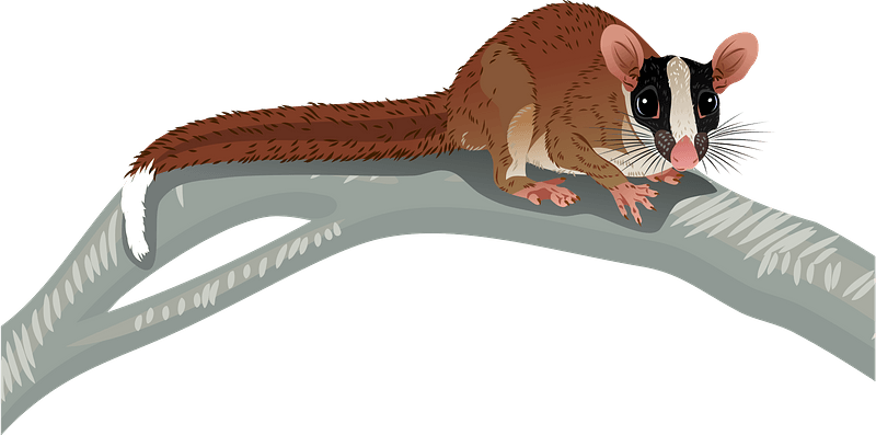 Bushy-tailed Opossum