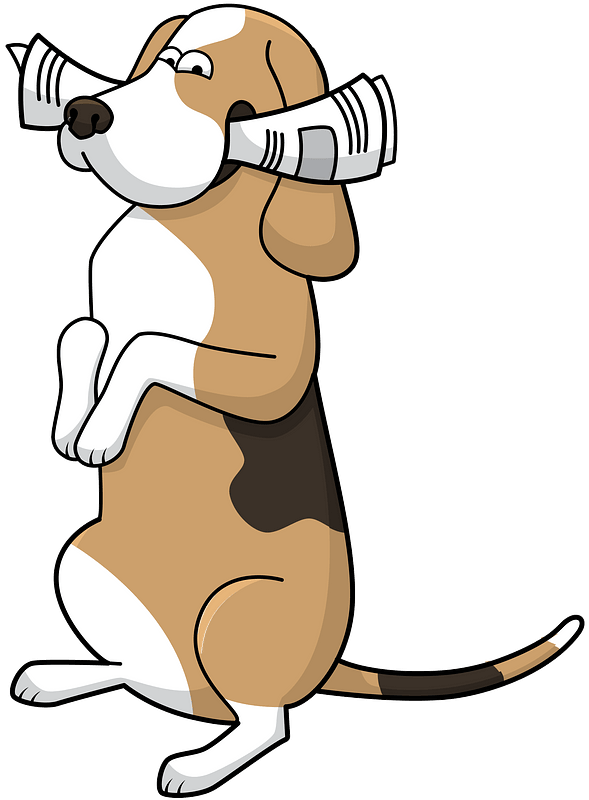 Beagle with a newspaper