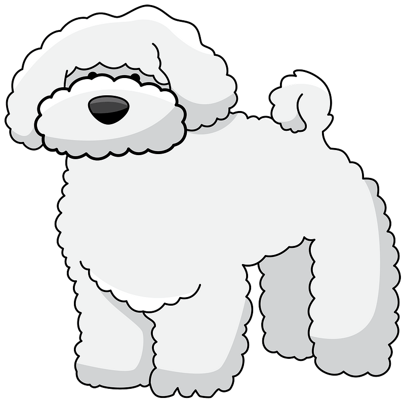 Bichon