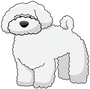 Bichon chien