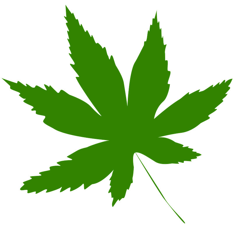 Marijuana leaf