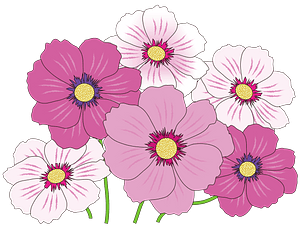 Cosmos flowers