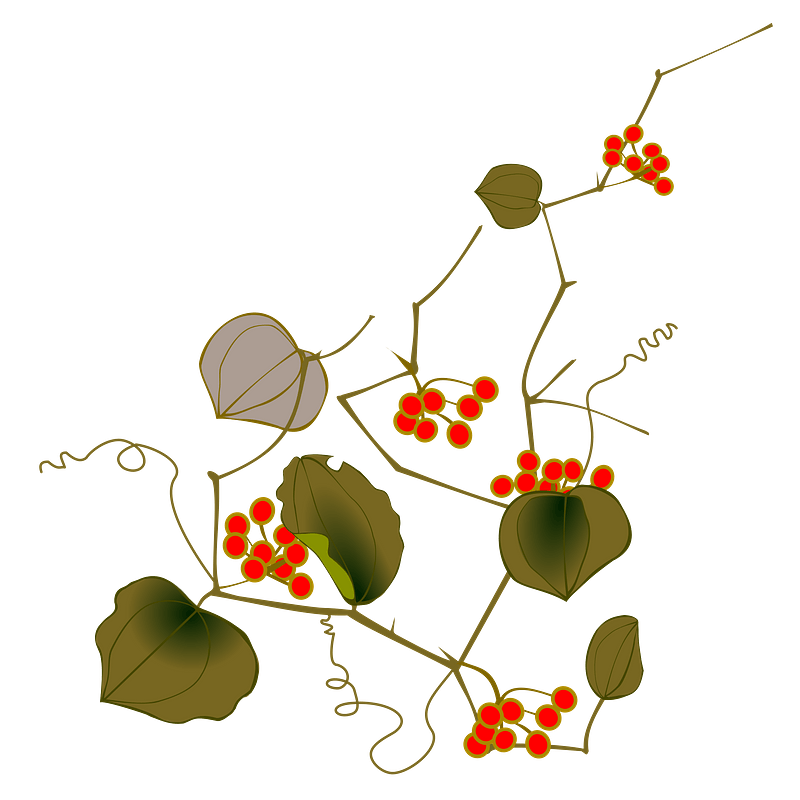 Smilax