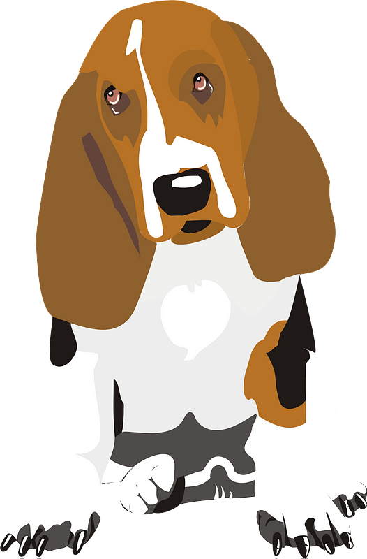 Basset