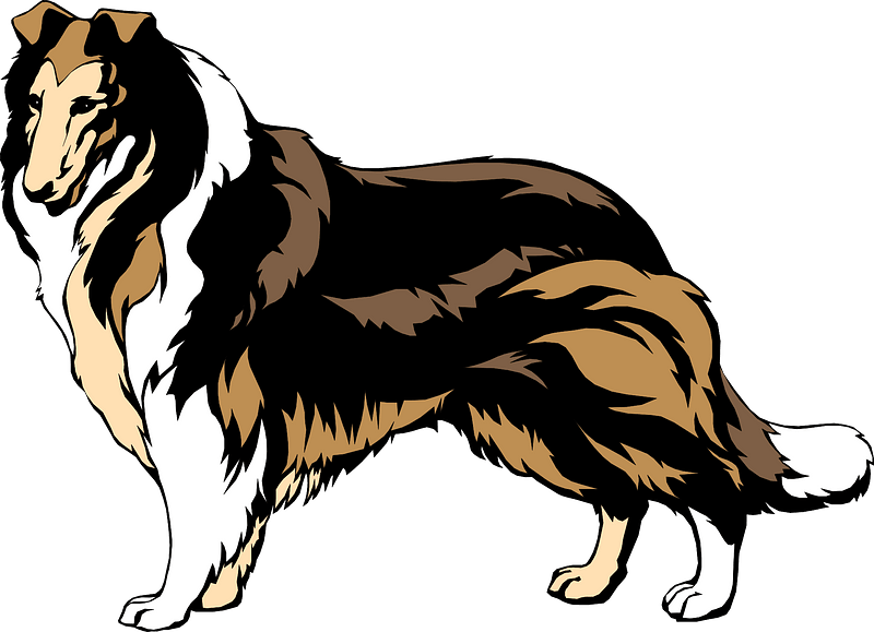 Collie