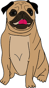 Pug