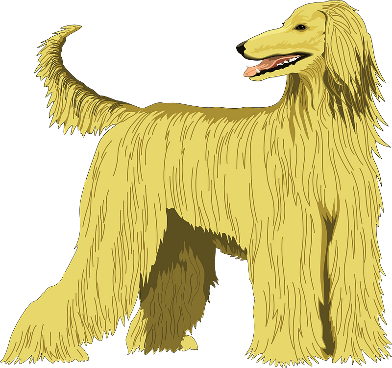 阿富汗獵犬