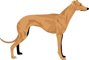 Greyhound