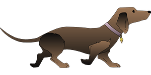 Dachshund