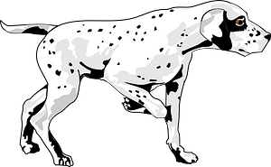 Dalmatian Dog