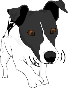 Jack Russell Puppy