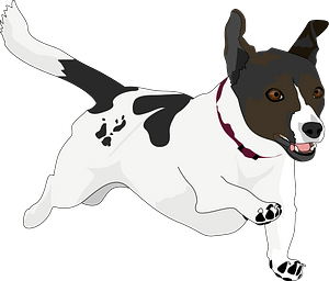 Jack Russell Terrier