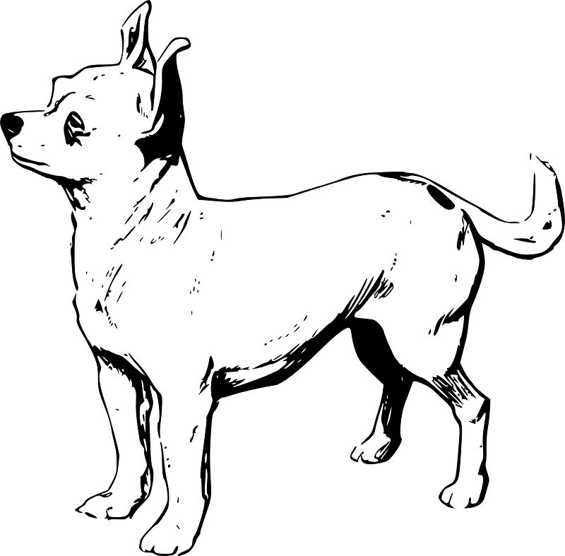 Chihuahua