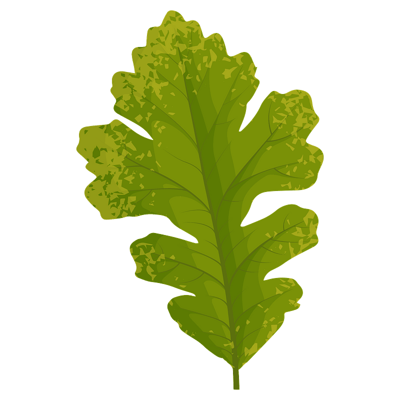 Bur oak autumn leaf