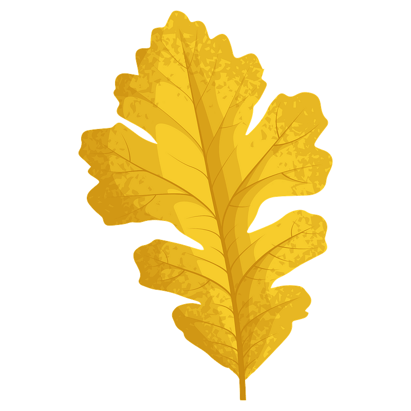 Bur oak late autumn leaf