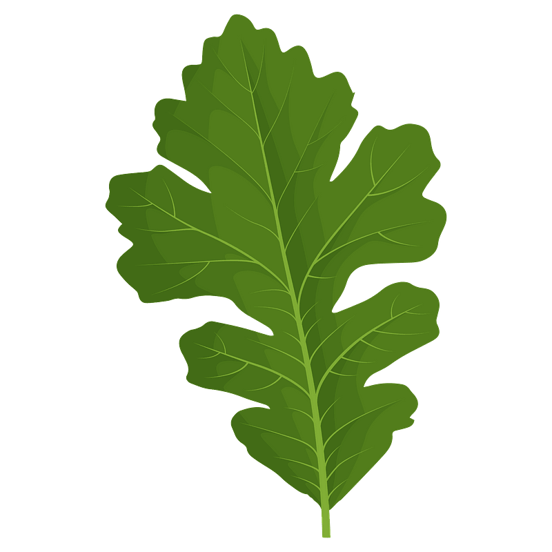 Bur oak green leaf