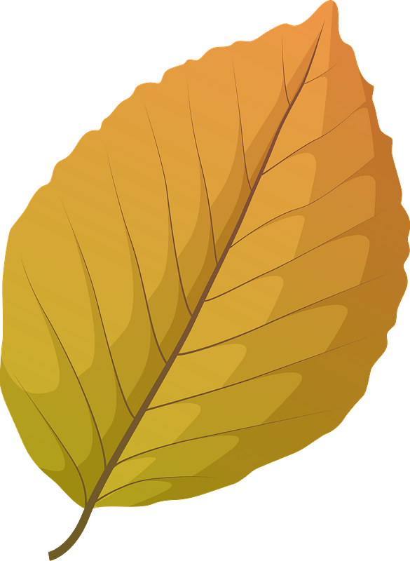Copper beech autumn leaf