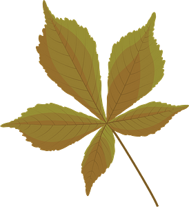 Horse chestnut autumn leaf