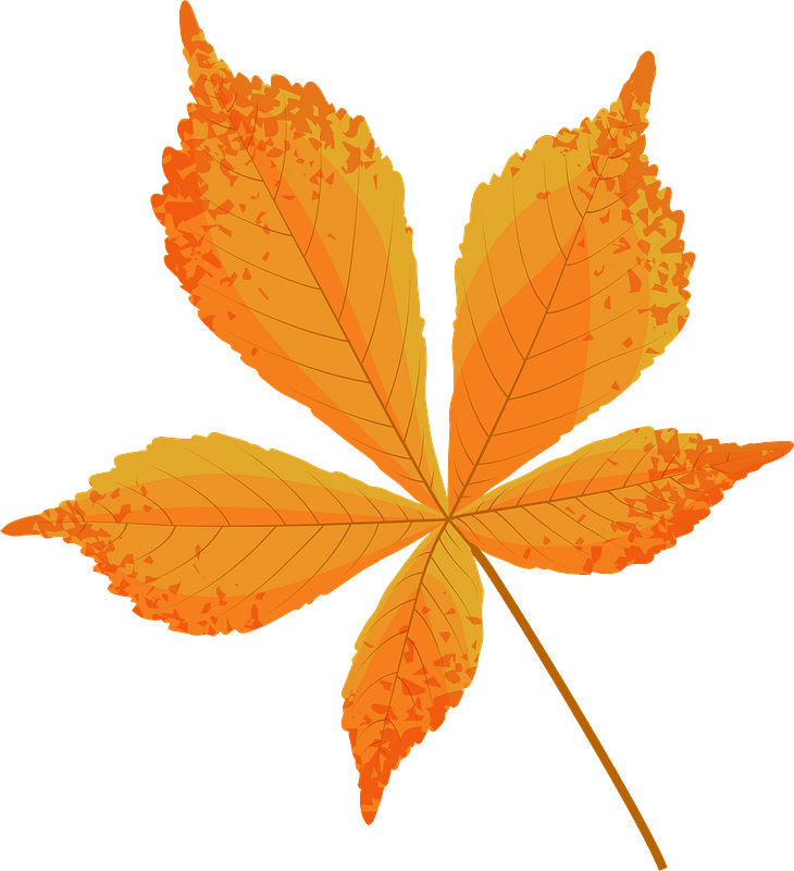 Horse chestnut late autumn leaf