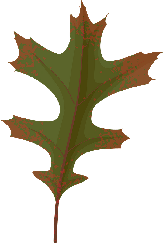 Pin oak autumn leaf