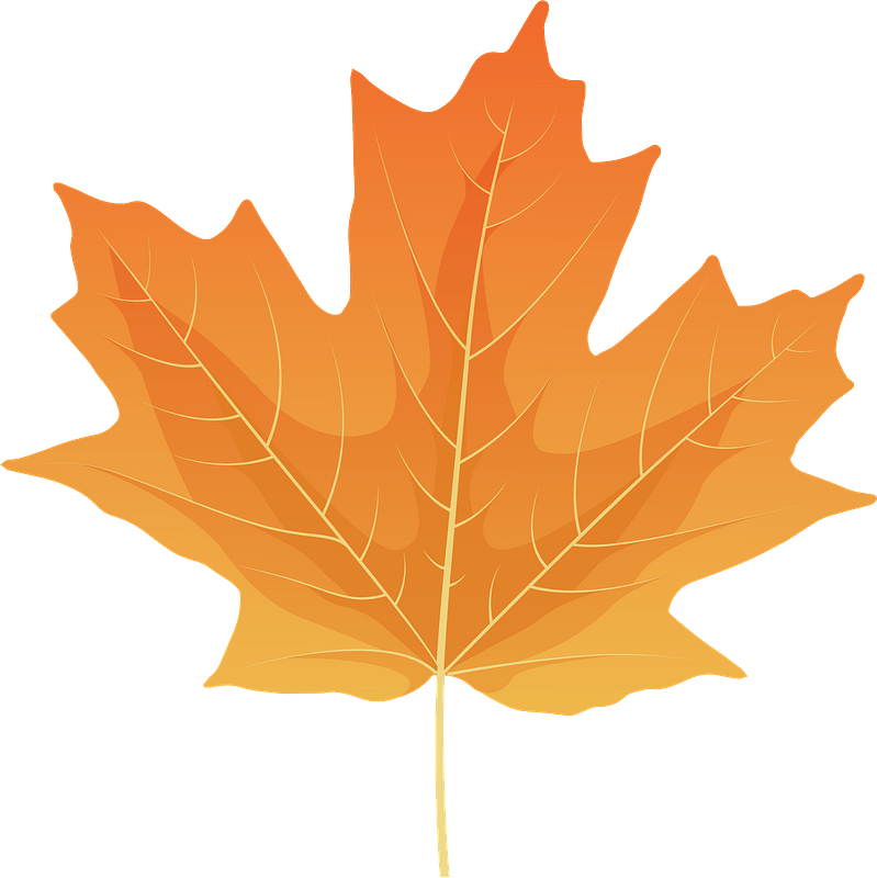 Sugar maple yellow leaf