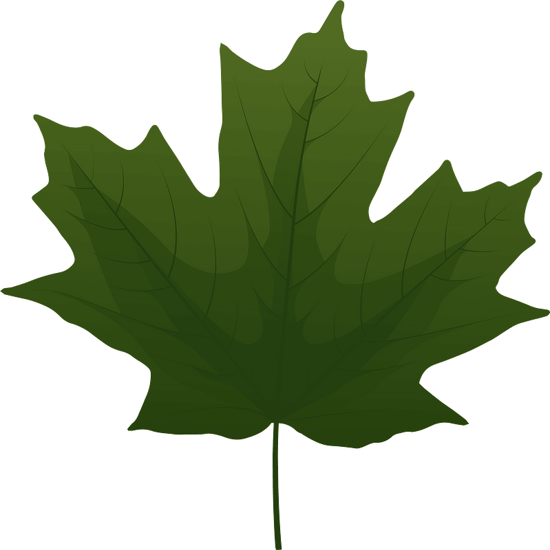 Sugar maple green leaf