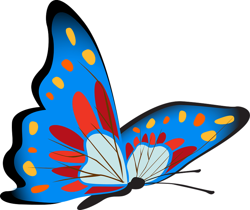 Colourful butterfly