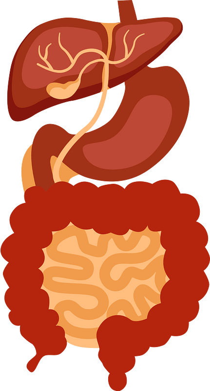 Digestive system
