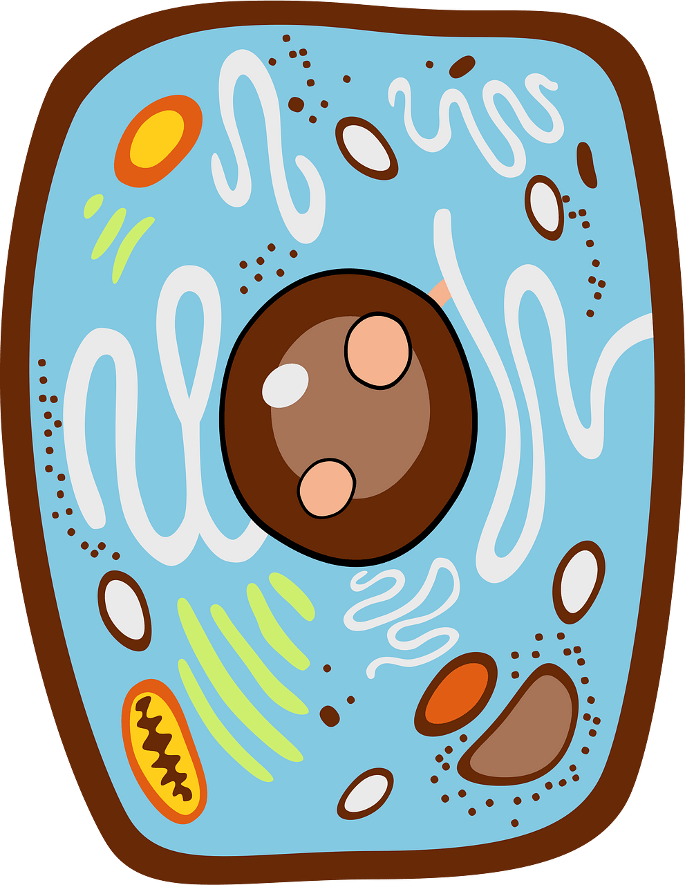 animal-cell-clipart-lg.png