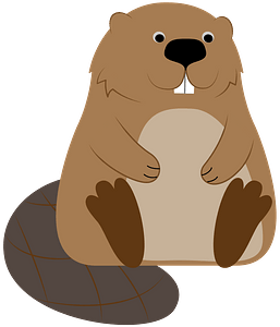 Beaver