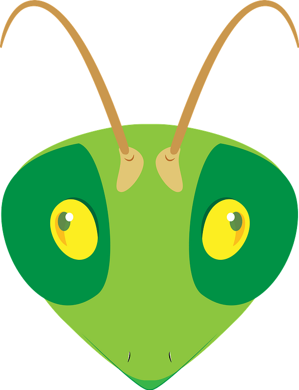 Praying mantis face