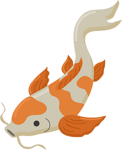 Ryba koi