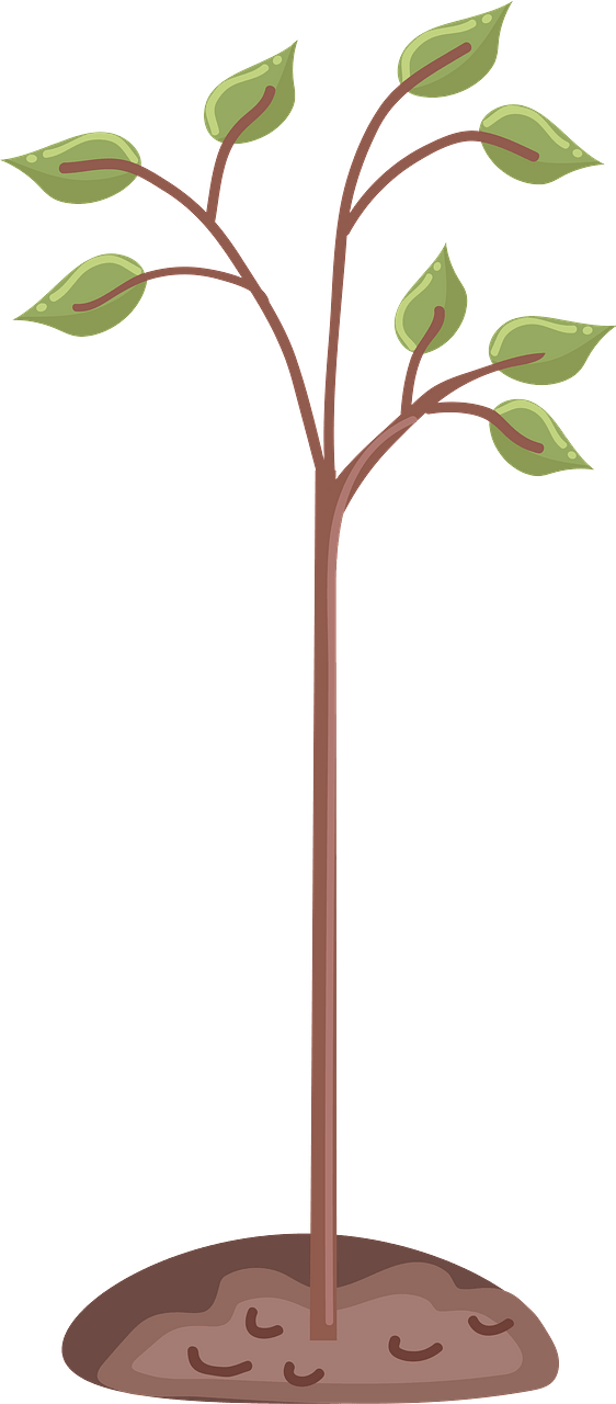 Planted tree 2