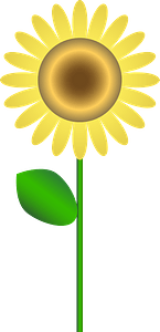 Tournesol