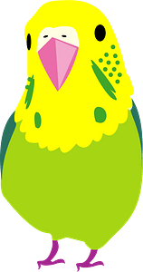 Yellow Budgerigar