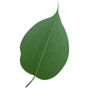 Osage orange spring leaf