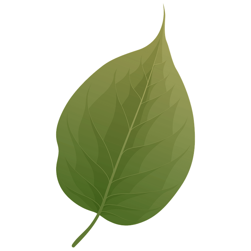 Osage orange summer leaf