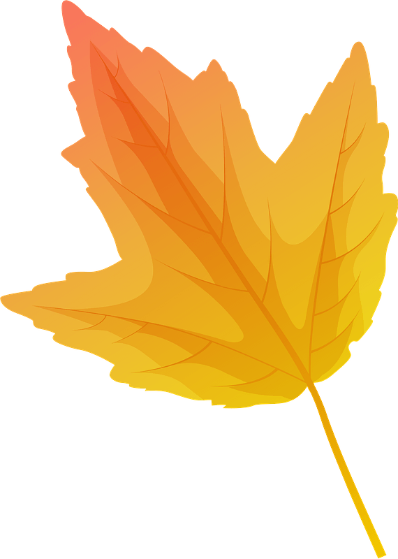 Red maple autumn leaf