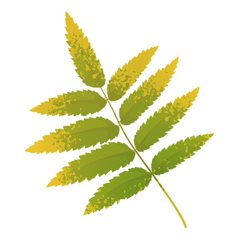 Rowan tree yellow leaf