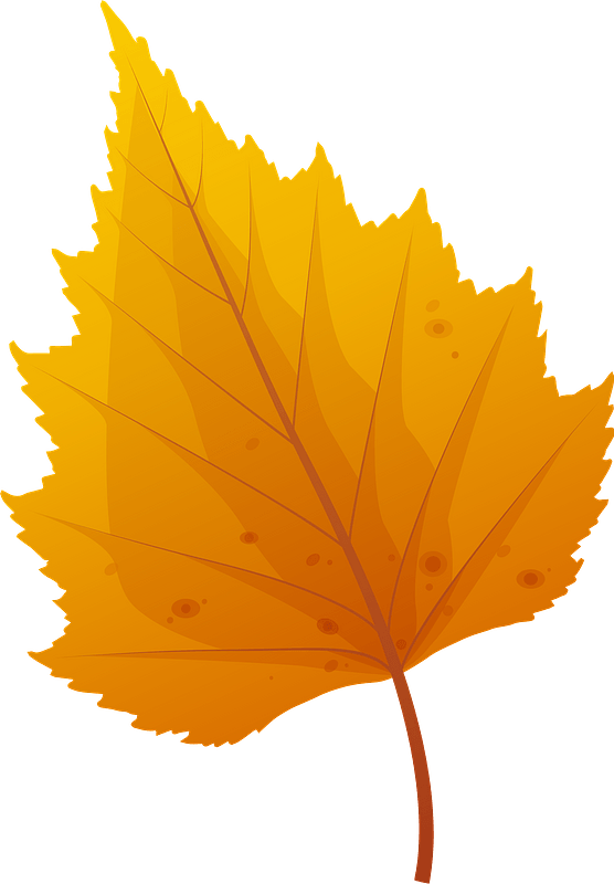 Silver birch late autumn leaf