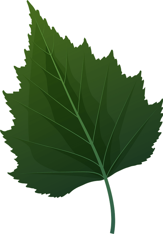 Silver birch green leaf