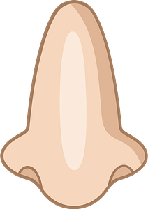 Nose