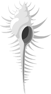 Venus comb murex shell