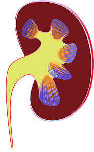 Kidney