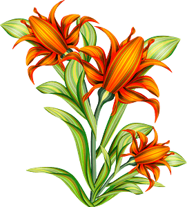 Orange flower