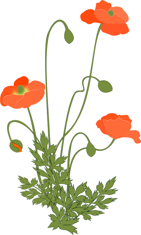 Poppy