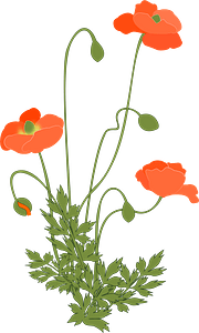 Mohn