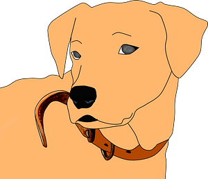 Golden Retriever face