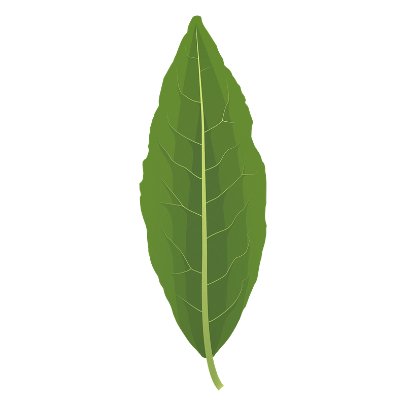 Laurel tree spring leaf