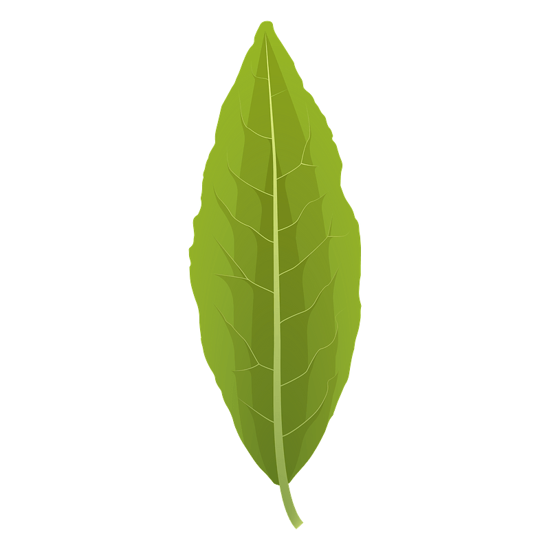 Laurel tree summer leaf